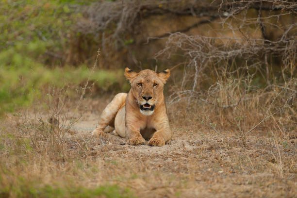 Serengeti & Rubondo Island Safari – Wildlife + Chimpanzee Package