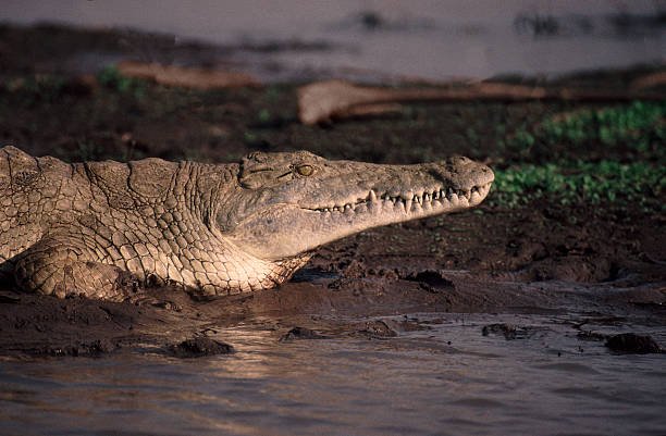 4 Days Luxury Ruaha Fly-In Safari – Complete Package