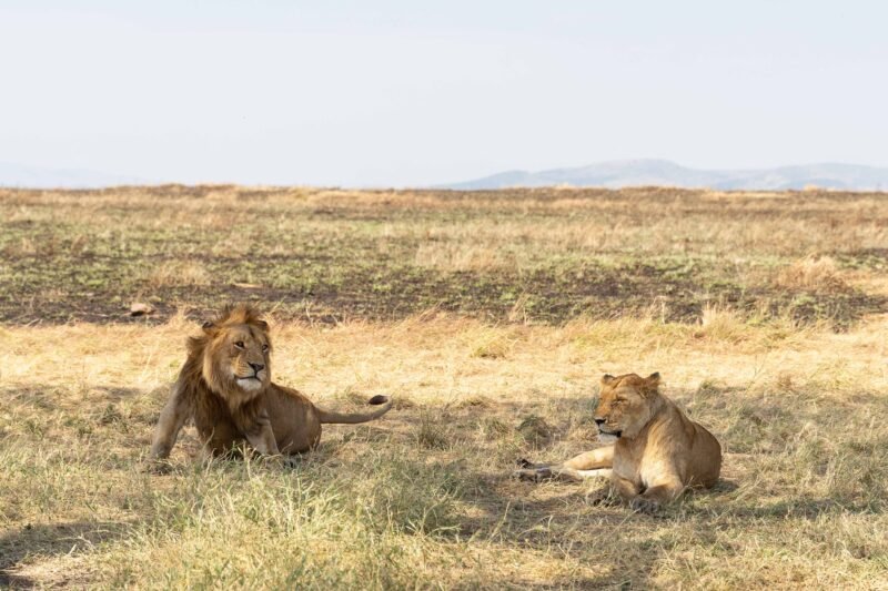 Serengeti Fly-In Safari - Book Luxury Wildlife Tour with Easy Flights