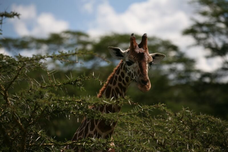 Affordable 3 days Serengeti safari cost and packages 2026-2027