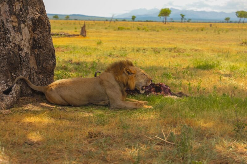 Luxury Serengeti Safari - Book Premium Lodge Safari in Tanzania