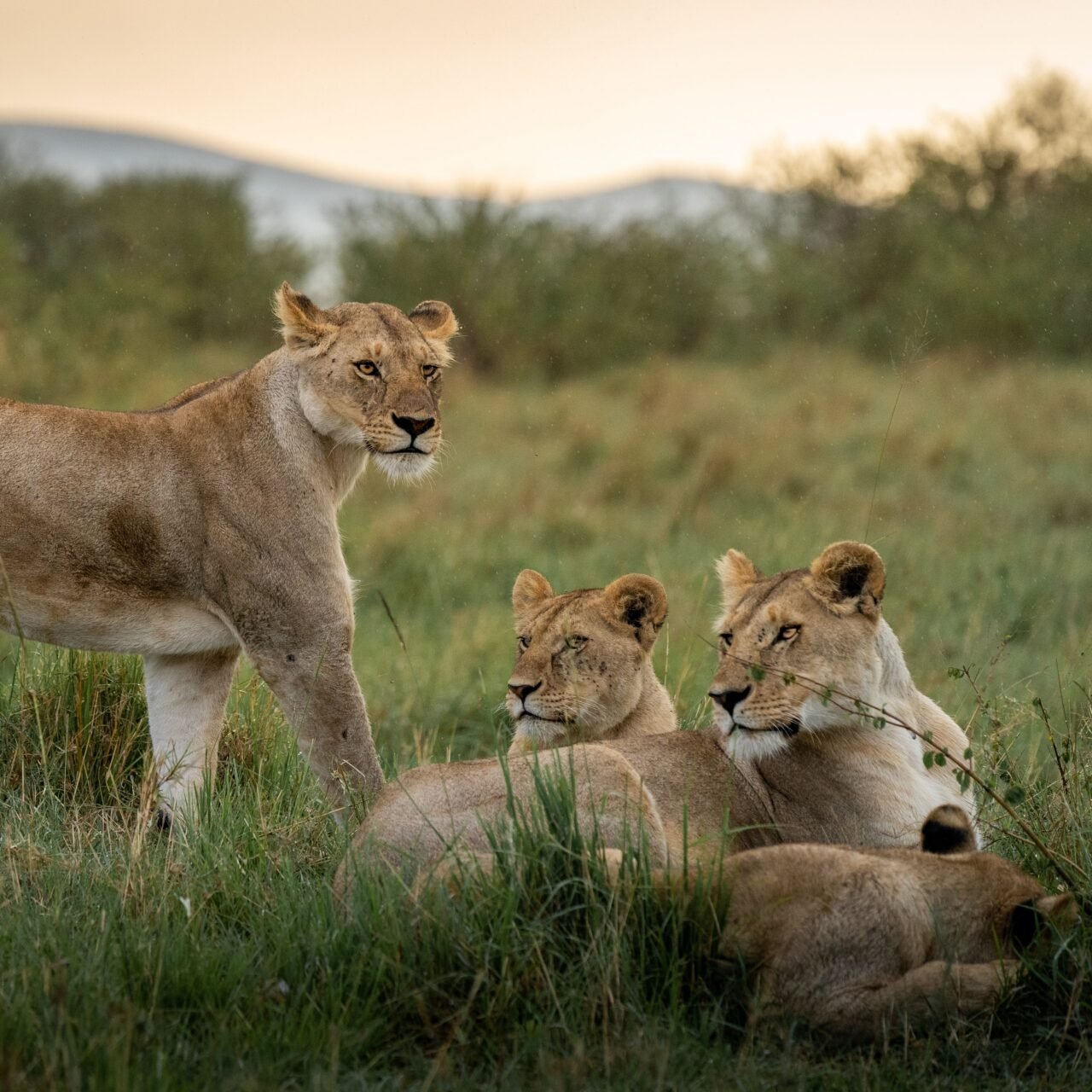 Best 2 Days Serengeti Safari From Moshi: Guide 2026-2027-2028