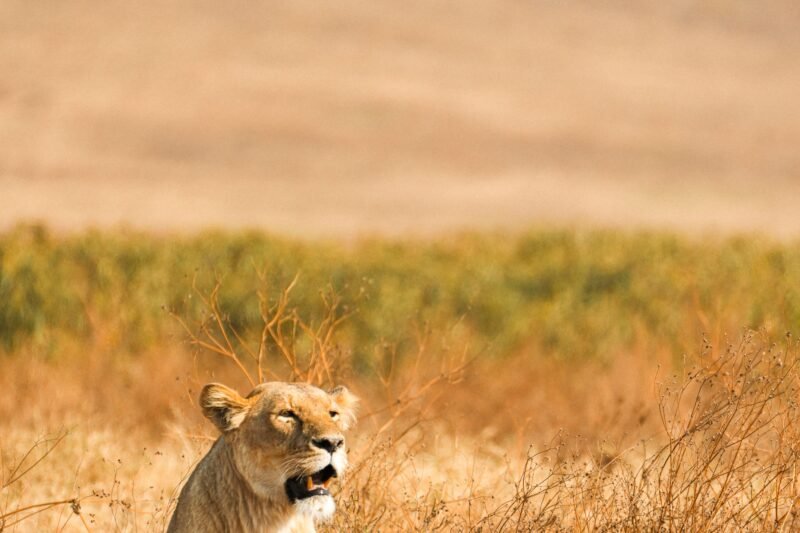 Luxury 5 days Tanzania safari booking guide and best time 2026-2027