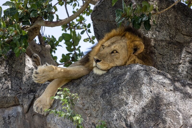 7 Days Serengeti Great Migration Safari - Book Tanzania's Most Iconic Wildlife Tour