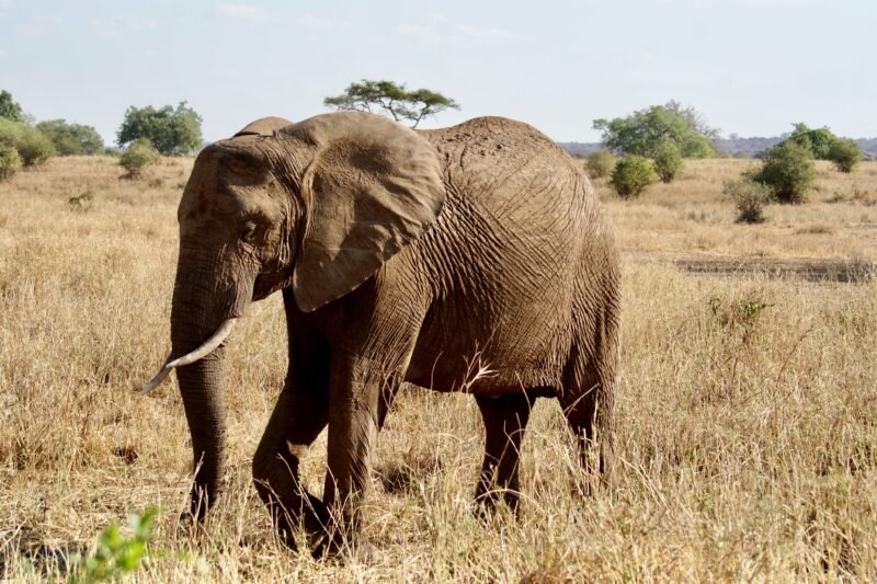 4 Days Ngorongoro and Serengeti Safari - Book Tanzania Iconic Wildlife Combo
