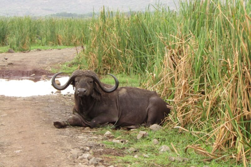 Affordable 4 days Tanzania safari cost and packages 2026-2027