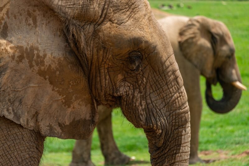 Tarangire Family Safari - Book Safe Private Wildlife Adventure with Local Guide