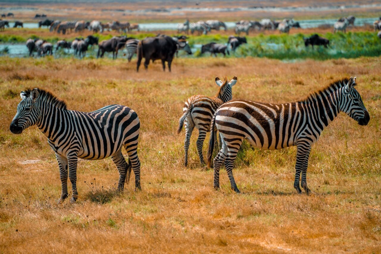 Best 3 Days Serengeti Safari From Moshi + Price: Guide 2026-2027-2028