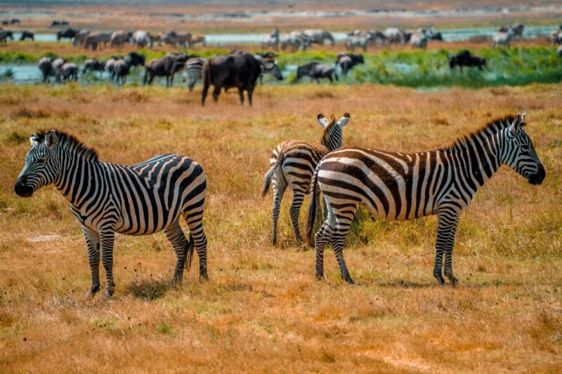 Best 2 days Serengeti safari from Arusha itinerary and price 2026-2027