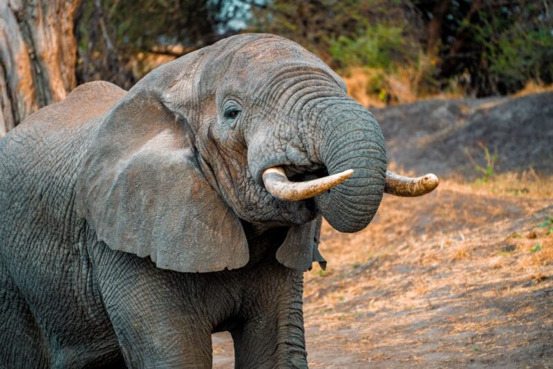 Tarangire Luxury Safari - Book Premium Lodge Safari in Northern Tanzania
