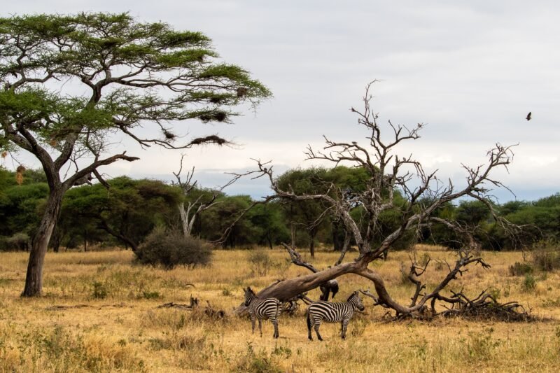 1 Day Tarangire Safari from Arusha - Book Elephant and Baobab Wildlife Tour