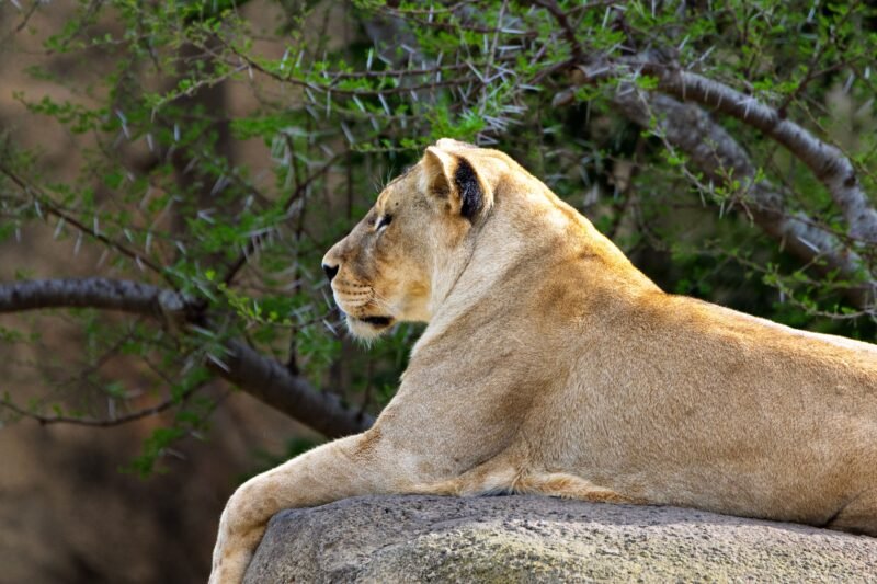 Top Rated 8 days Serengeti migration safari budget package deals 2026-2027