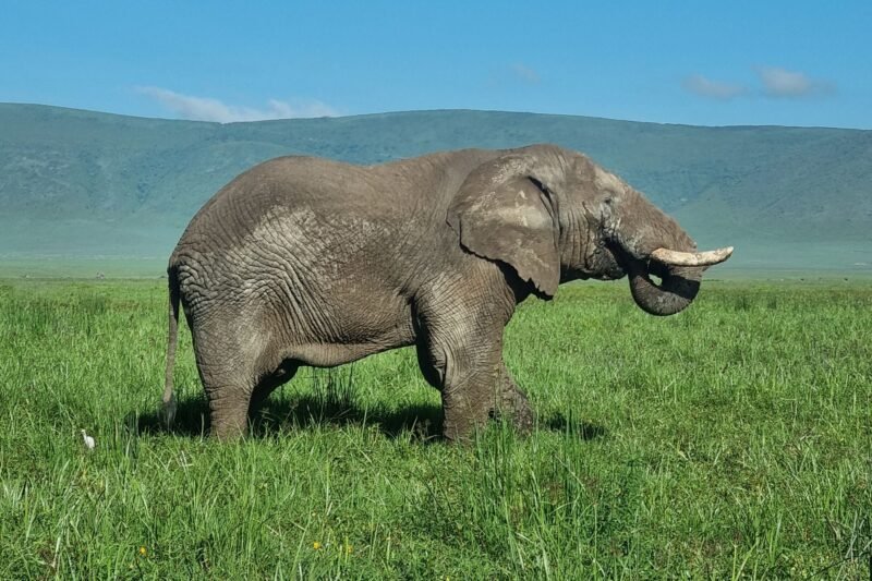 3 Days Tarangire, Ngorongoro and Lake Manyara Safari - Book Wildlife Adventure