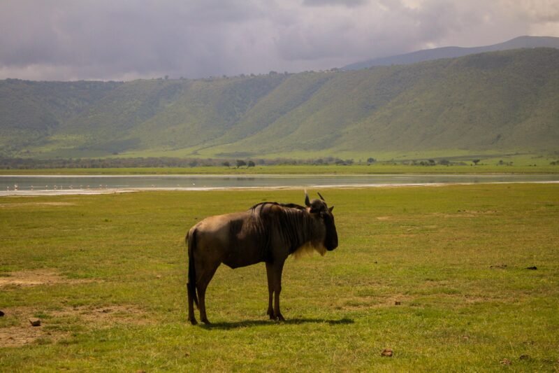 Ngorongoro Crater Luxury Safari - Book Premium Wildlife Experience in Tanzania