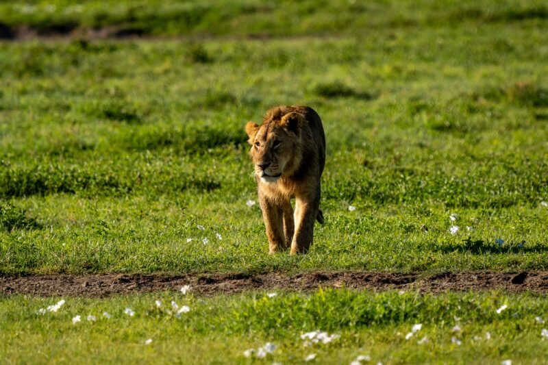 Affordable 2 days Ngorongoro and Tarangire safari cost and packages 2026-2027