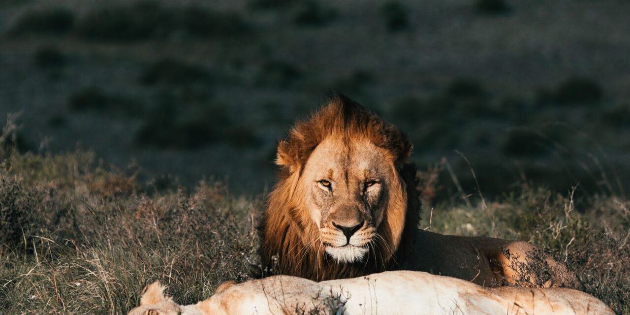 Luxury 3 days Ngorongoro Tarangire and Lake Manyara safari booking guide and best time 2026-2027