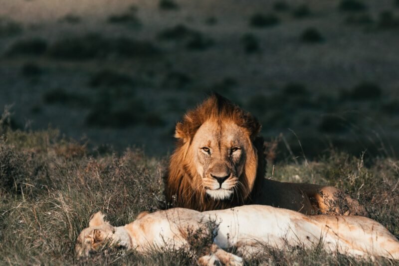 8 Days Serengeti Migration Safari - Book River Crossing or Calving Season Adventure