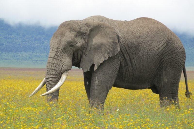 Ngorongoro Crater Family Safari - Book Safe and Easy Wildlife Adventure