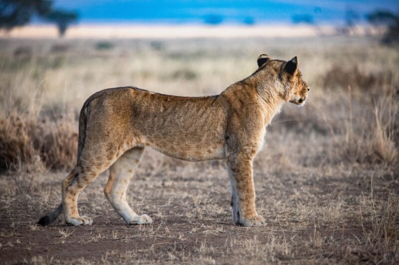 Complete luxury Serengeti safari family safari cost 2026-2027