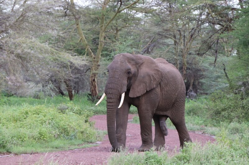 Group Joining Ngorongoro Crater private safari group joining price 2026-2027