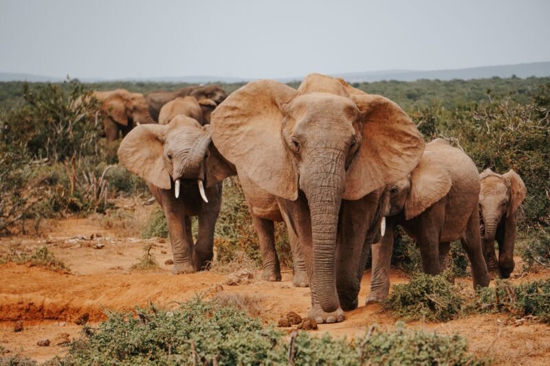 2 Days Tarangire and Lake Manyara Safari - Book Short Northern Tanzania Safari