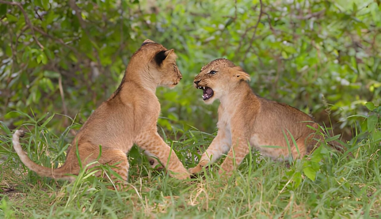 Only 2 Days Safari From Zanzibar To Ngorongoro Crater: Your Quick Escape