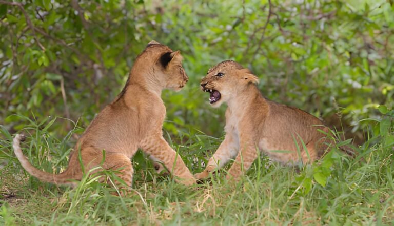 Only 3 Days Safari From Zanzibar to Serengeti