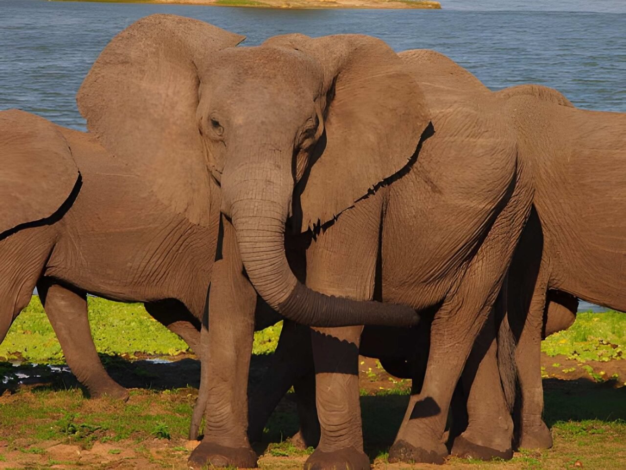 Short Fly-In Safari To Nyerere National Park: Your Tanzania Adventure