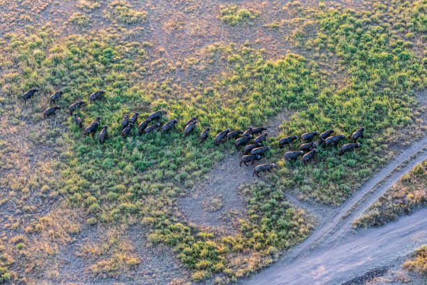 5 Days Tanzania Safari With Hot Air Balloon Experience: Your Ultimate Guide