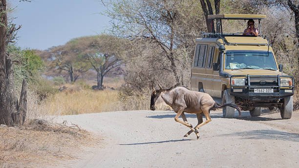 Ruaha Lodge Safari Comfortable Guide