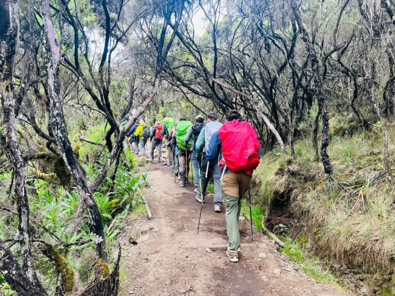 Private Lemosho Route Cost: Price by Group Size