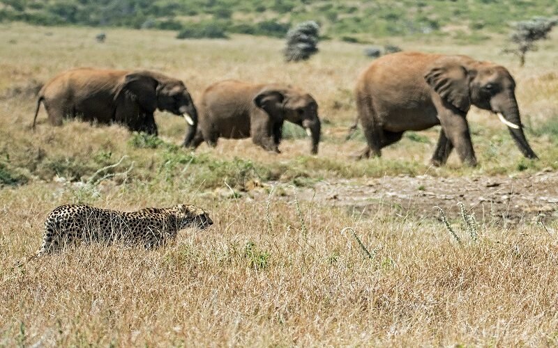 Arusha National Park Day Safari - Book Short Wildlife Trip with Mount Meru Views